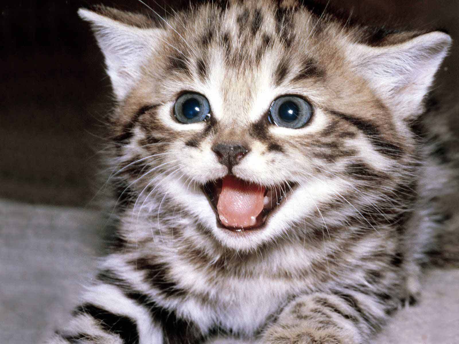 Cute Wallpaper Kittens Wallpaper