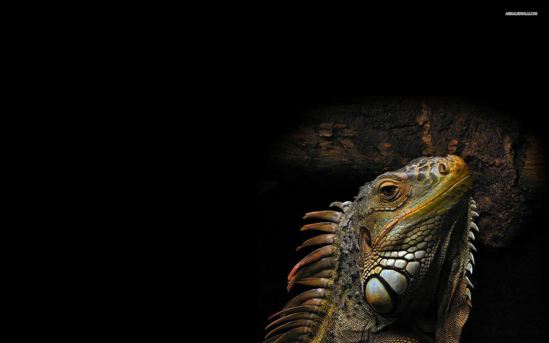 Iguana wallpaper #