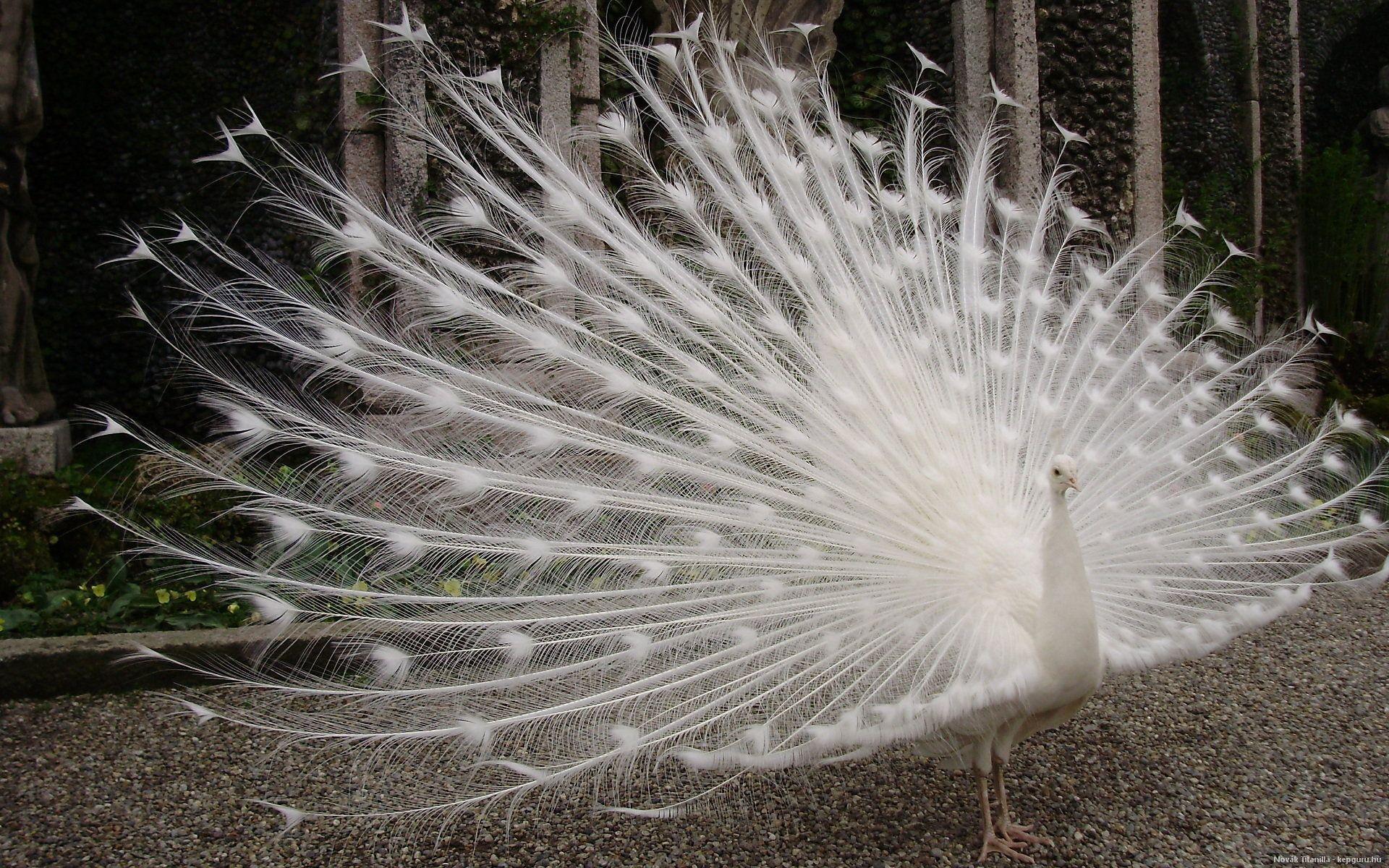 White Peacock Wallpapers - Wallpaper Cave