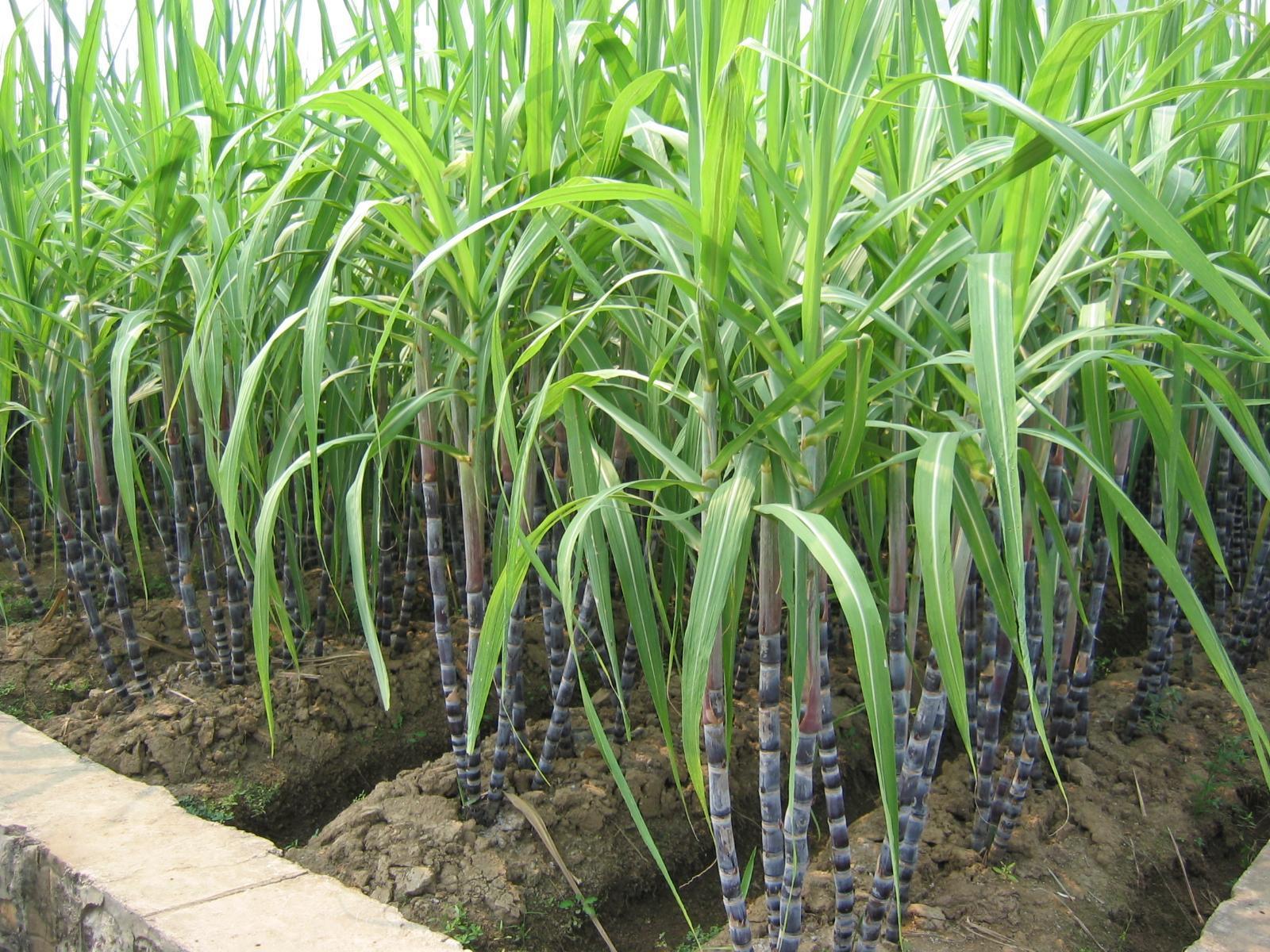 Sugar Cane Crop Wallpaper image Pics for Research Work