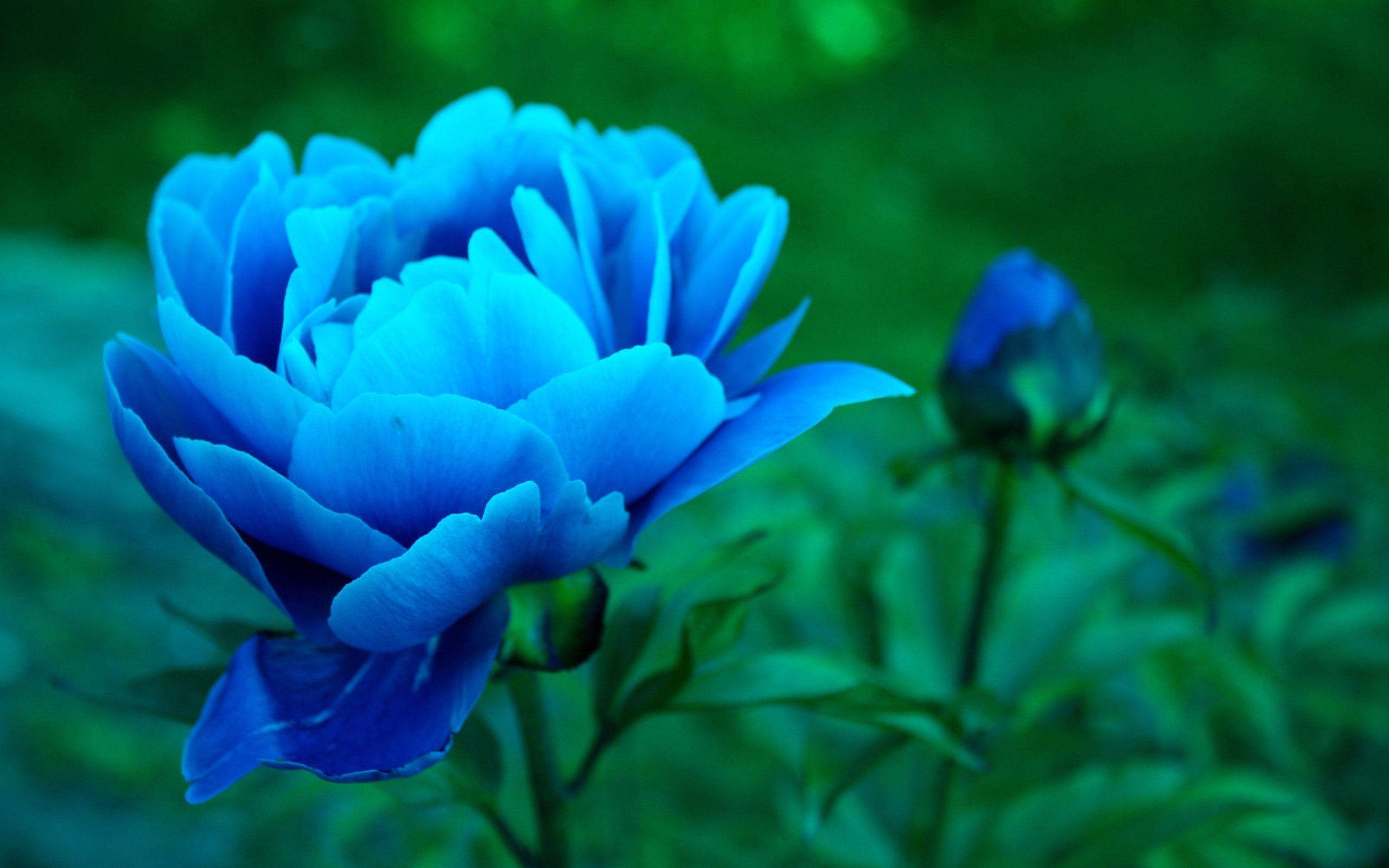 Lovely Peony Wallpaper 31260 2560x1600 px