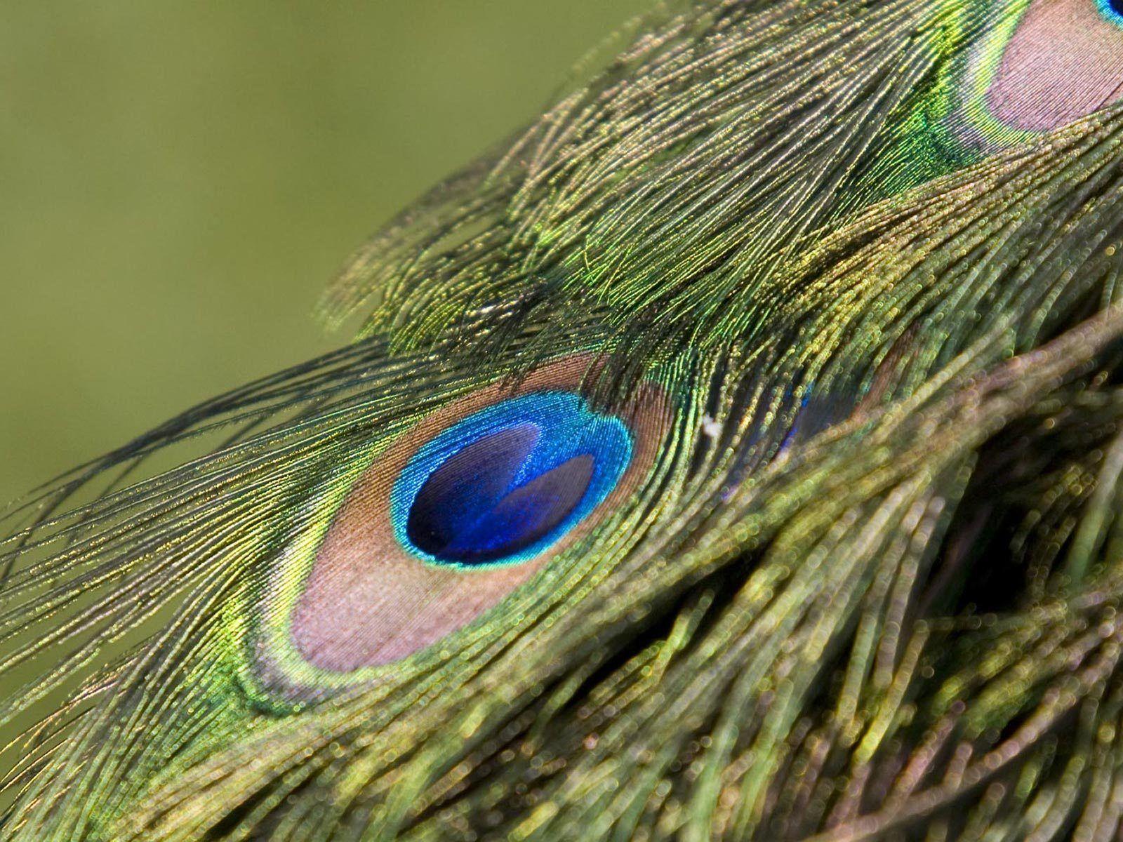 Peacock Feather Picture « Desktop Background Wallpaper HD