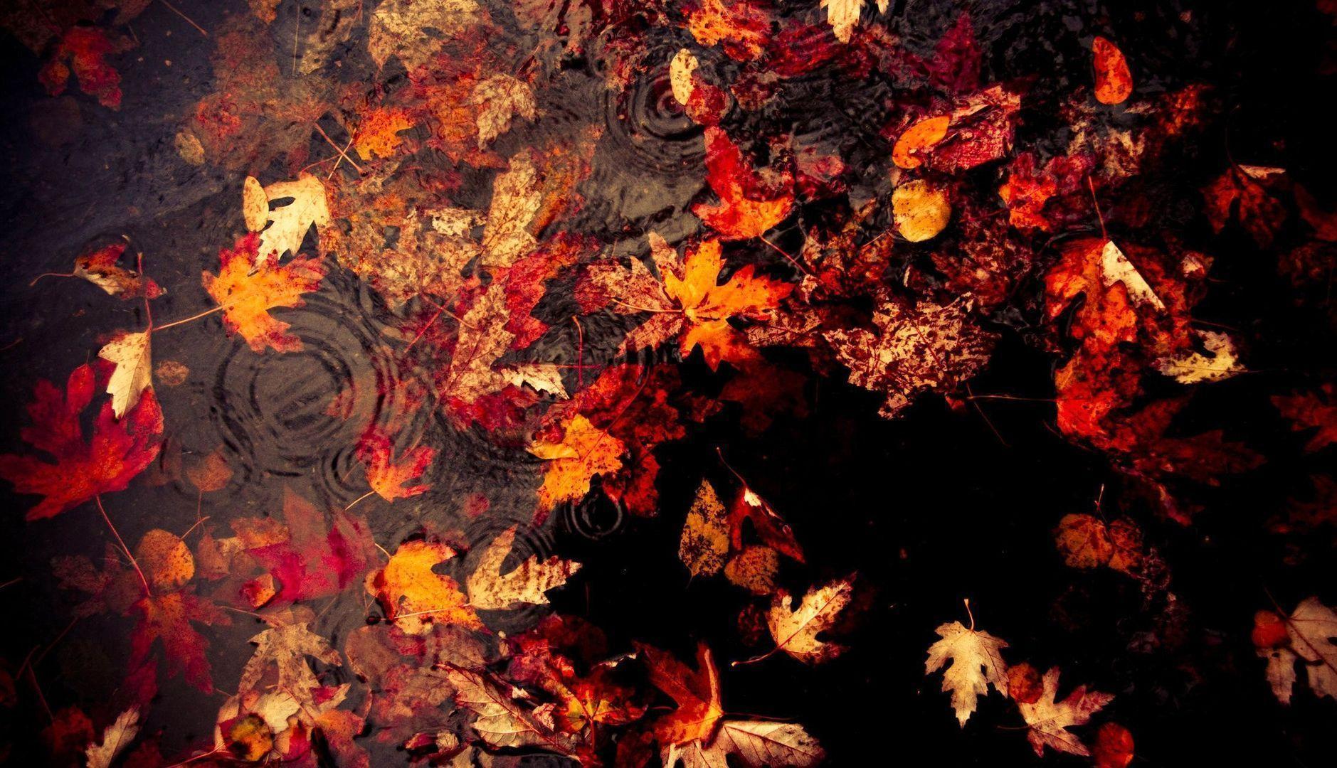 Fallen Red Leaves on Rainy Water Wallpaper and Photo High