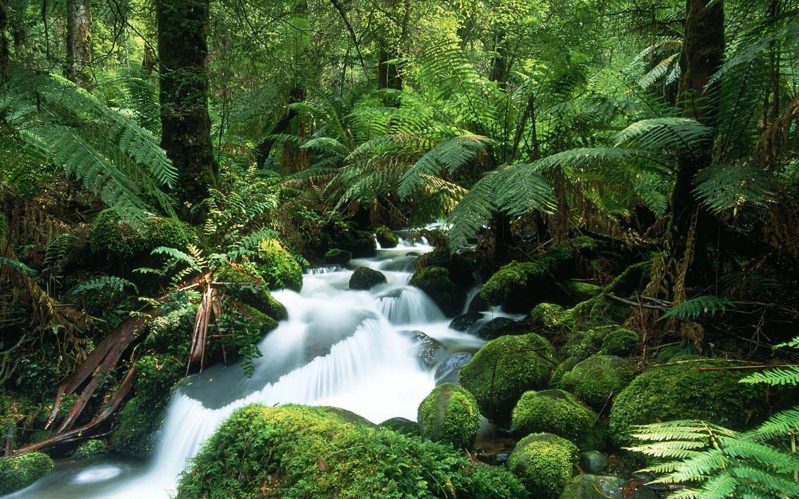 image For > Tropical Rainforest Wallpaper