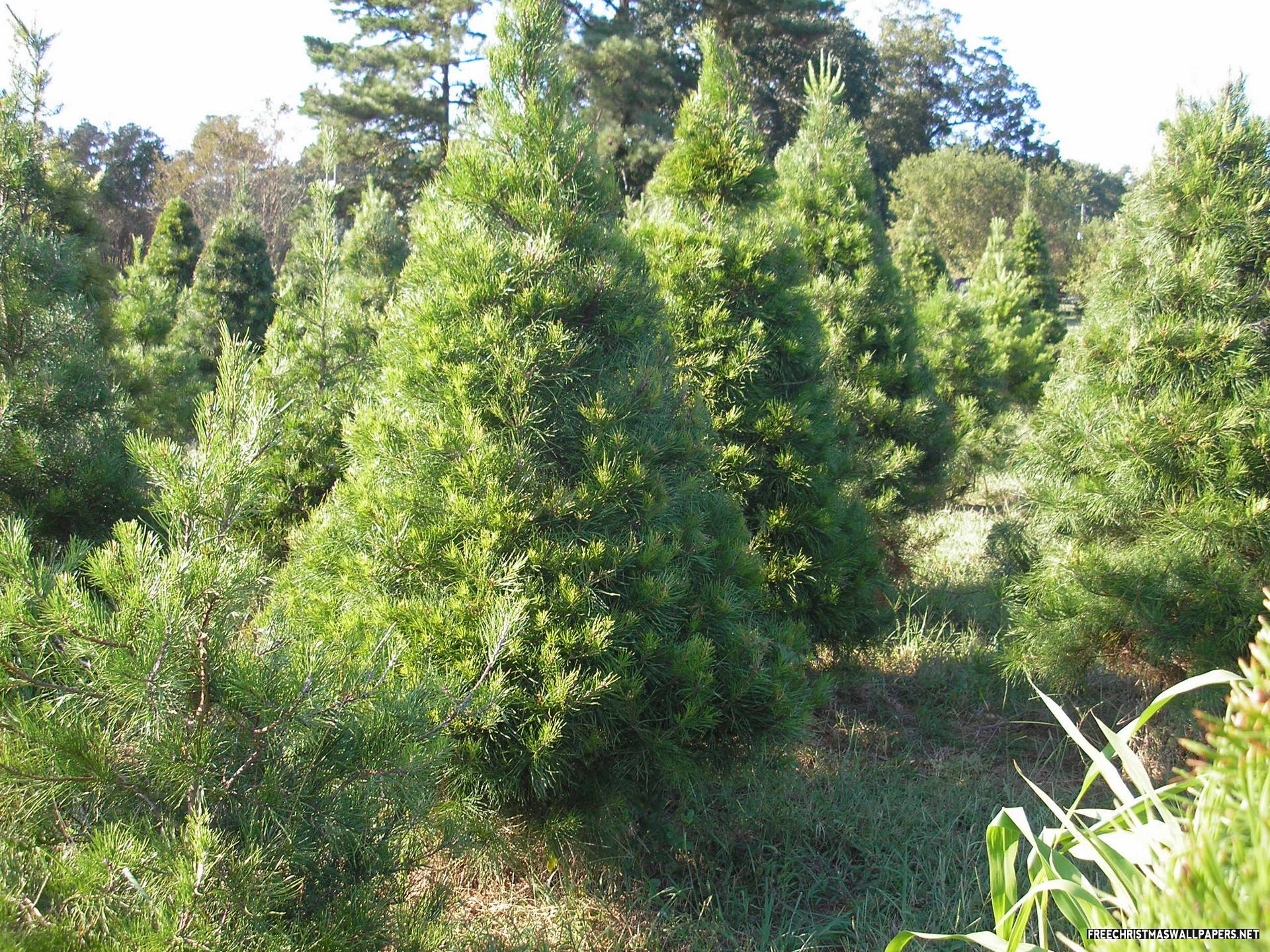 Virginia Pine Christmas Tree Wallpaper