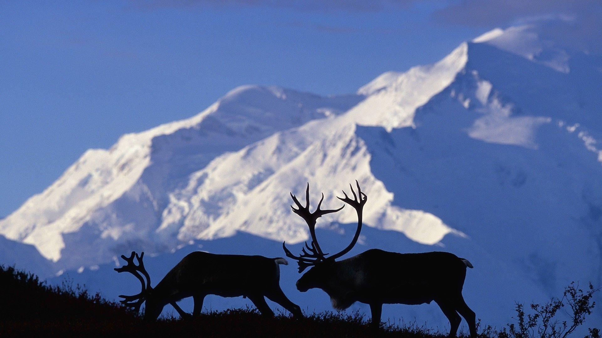 Alaska caribou National Park wallpaperx1080