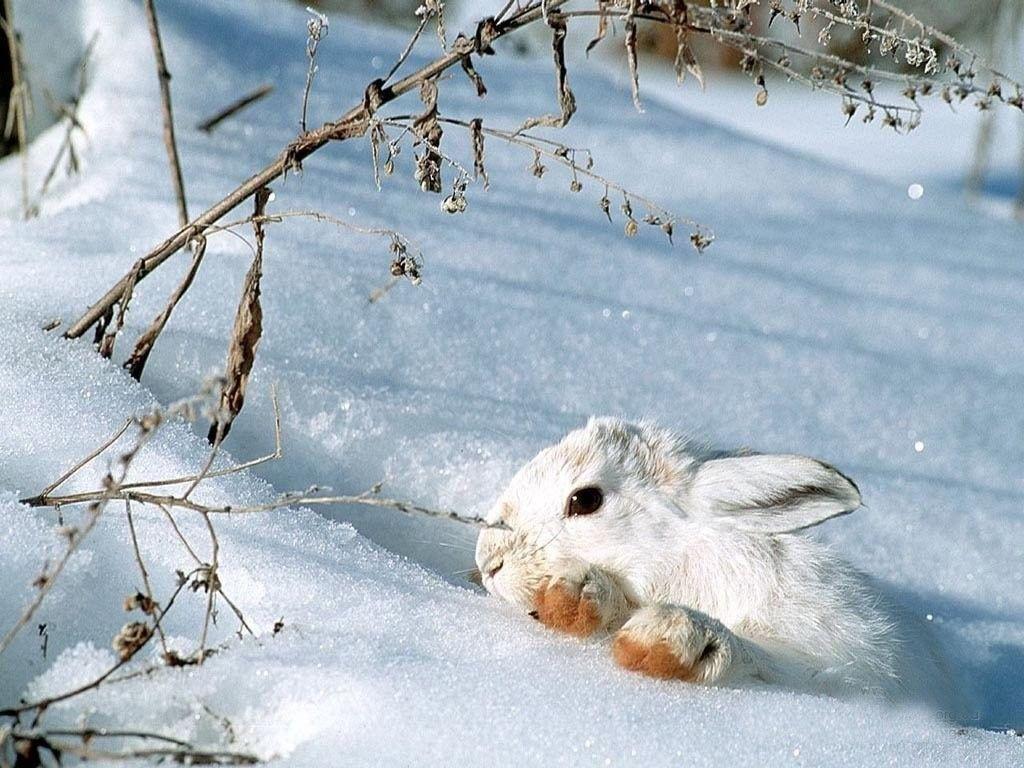 White rabbit in winter