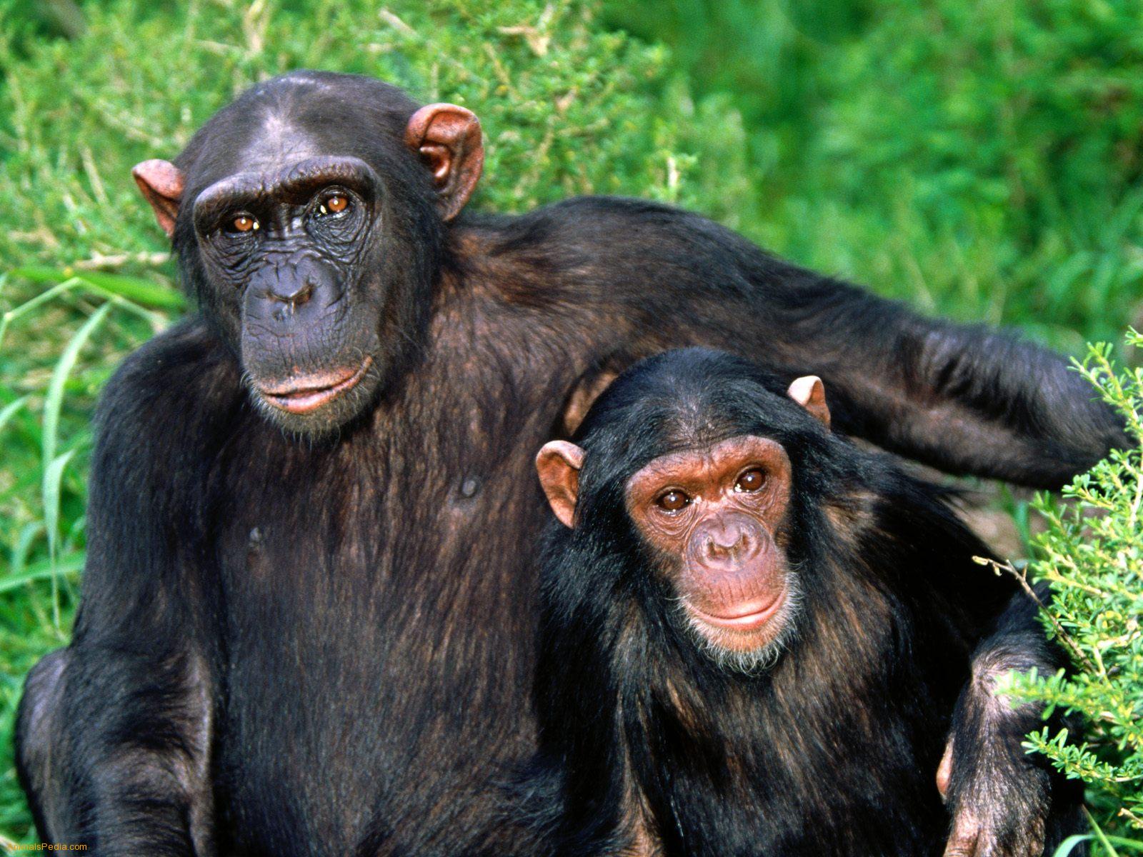 image For > Chimpanzee Happy