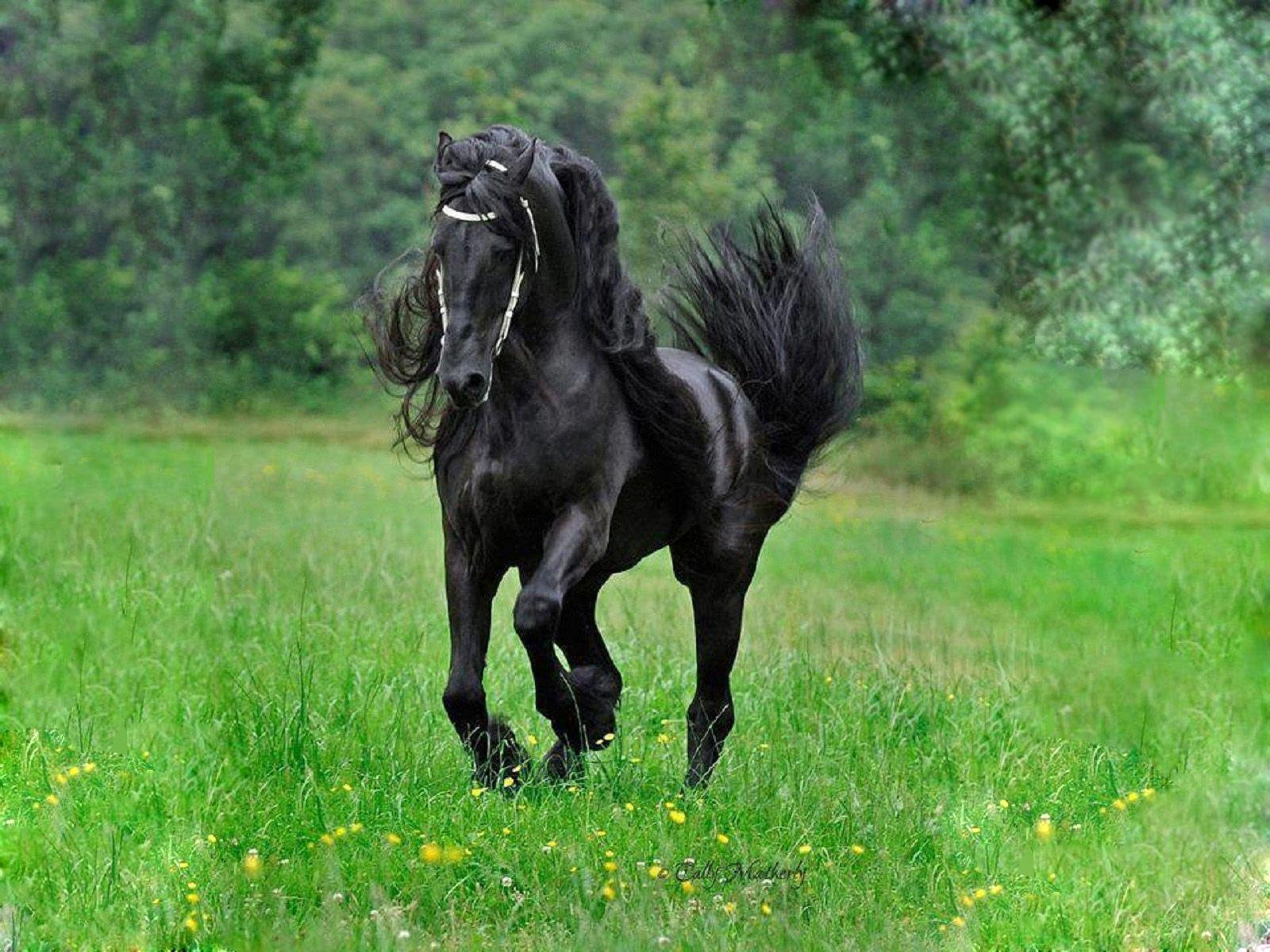 Black Horse 51 377685 High Definition Wallpaper. wallalay