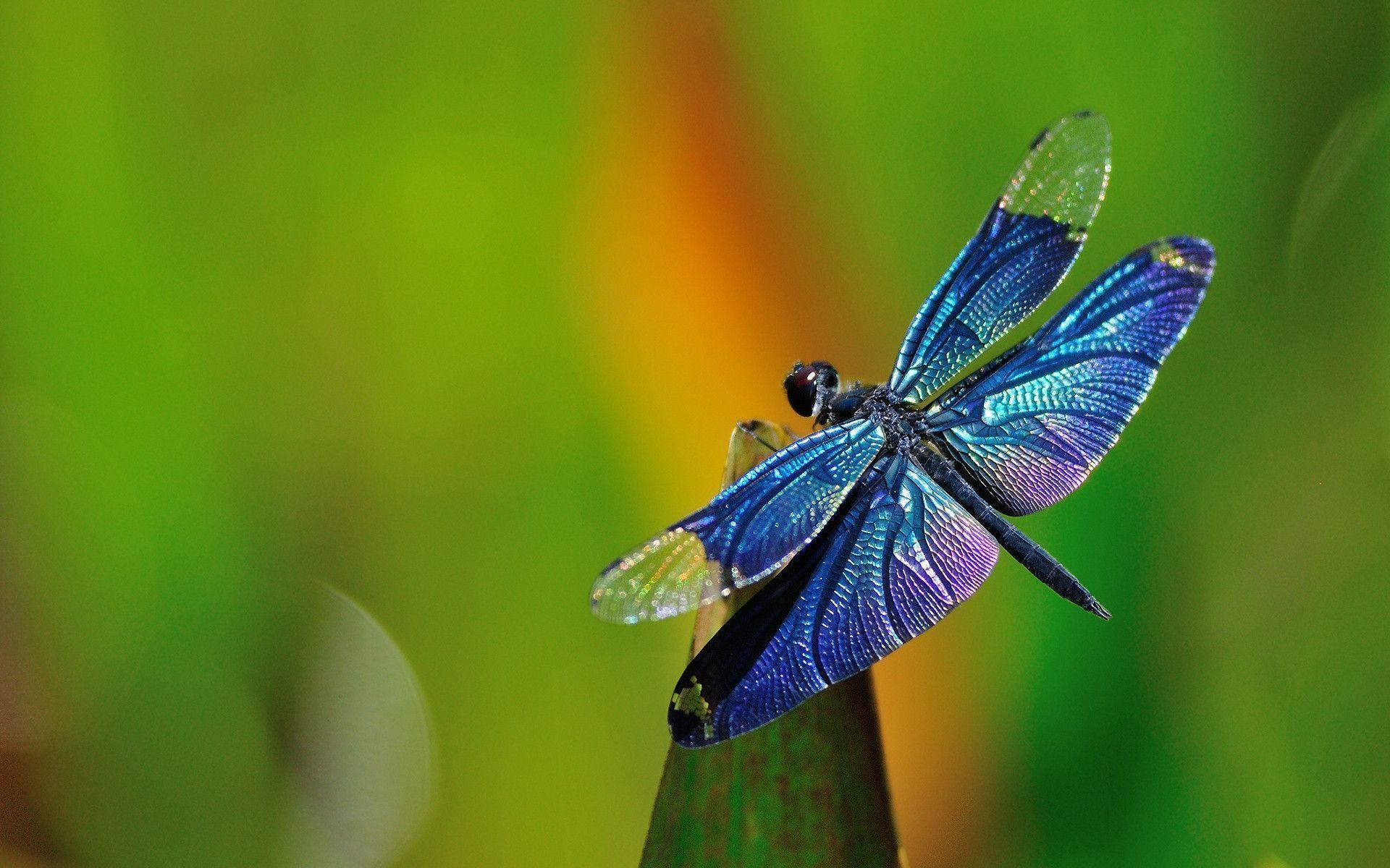 Blue Dragonfly Macro Photo HD Wallpaper