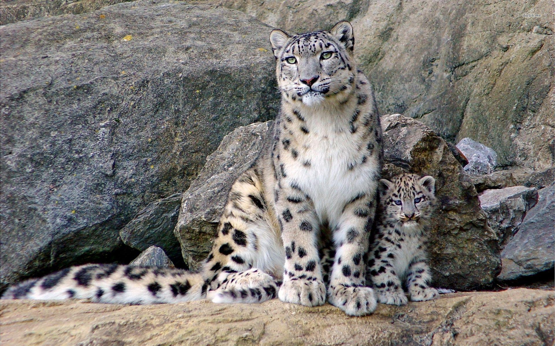 Snow Leopard. Wallpaper HD free Download