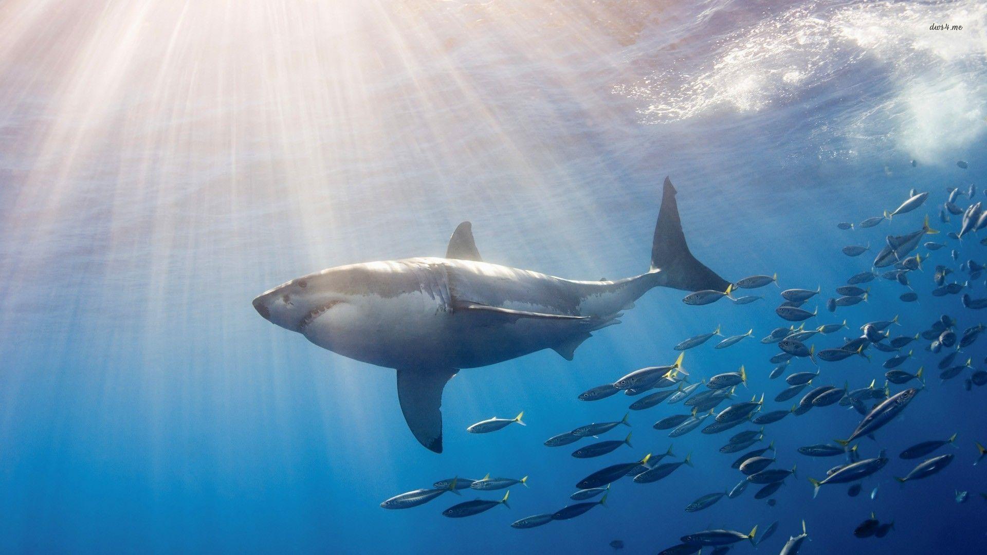 Wallpapertags White Shark Surrounded By Fish HD Tablet