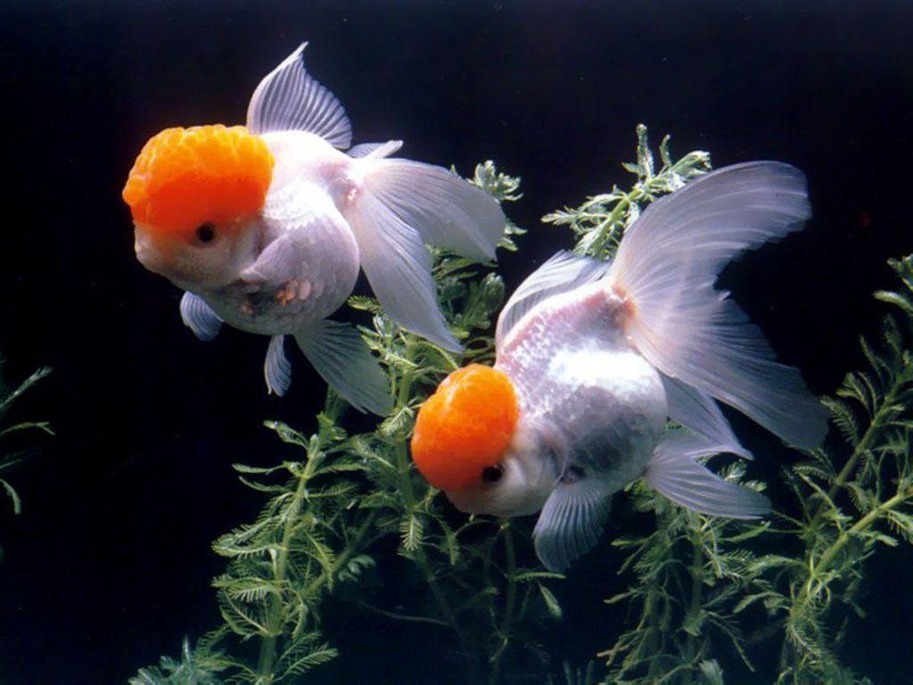 Goldfish Wallpapers - Wallpaper Cave