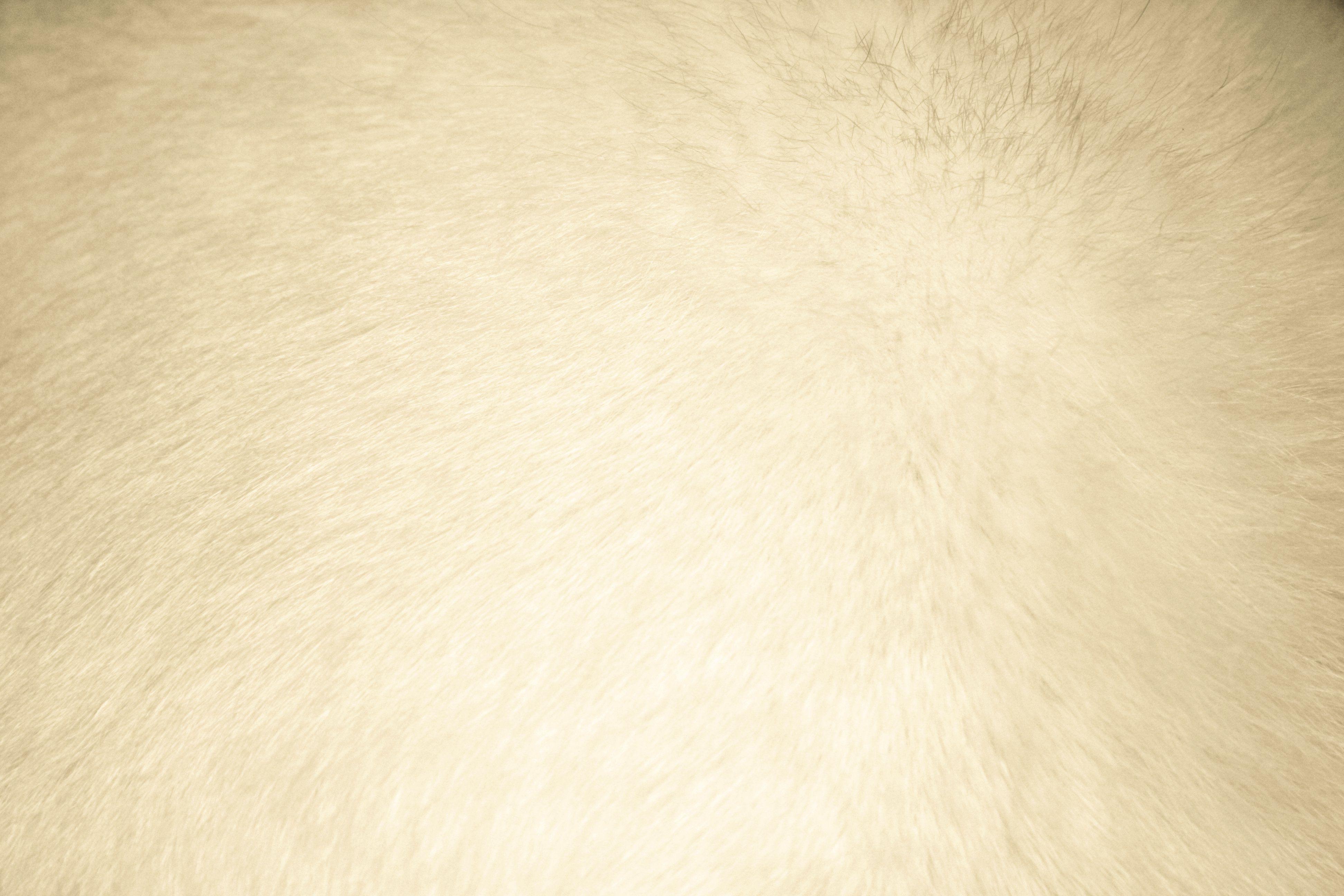 Beige Fur Texture Picture. Free Photograph. Photo Public Domain