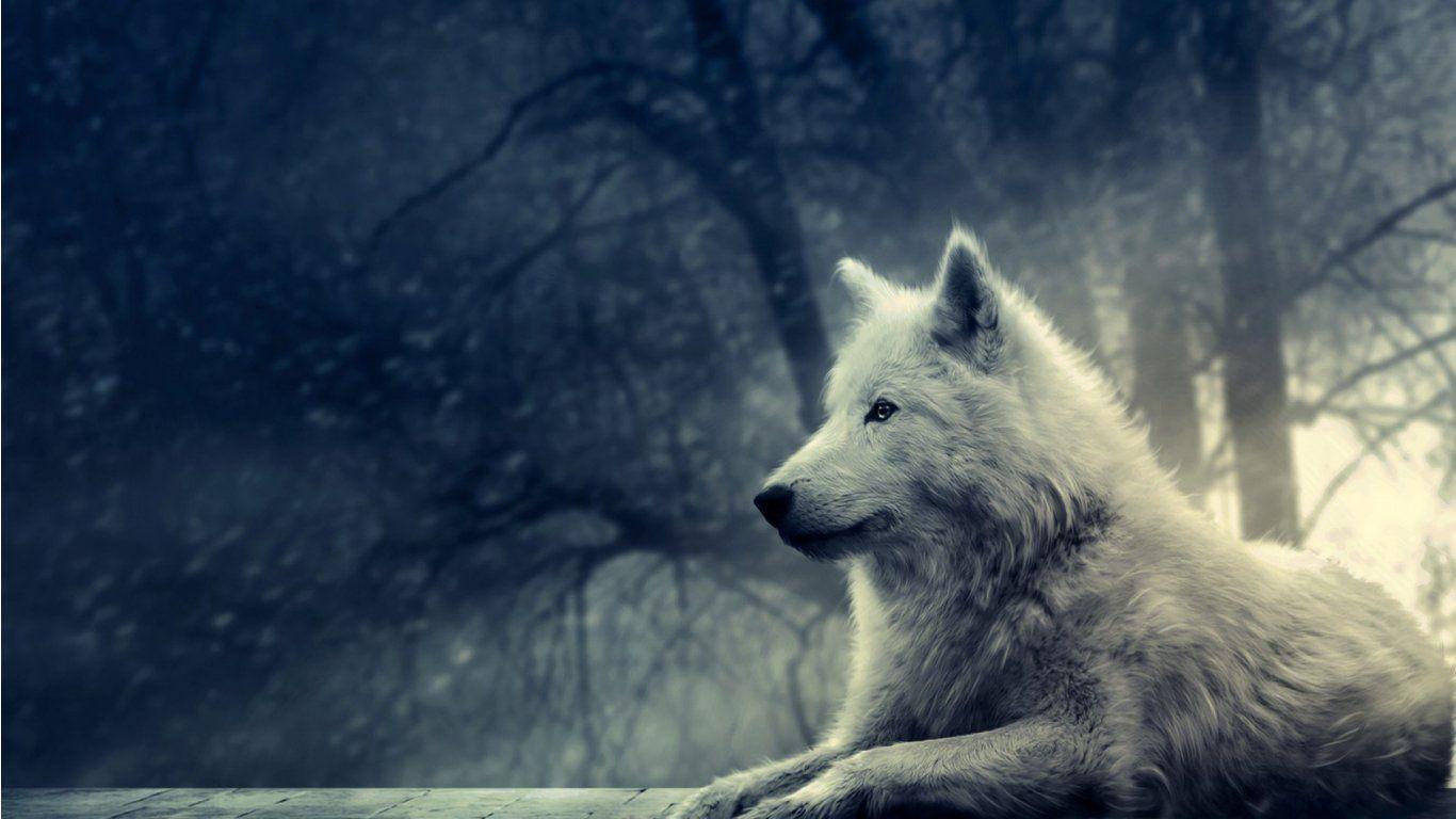Wallpaper For > Animated Wolf Wallpaper