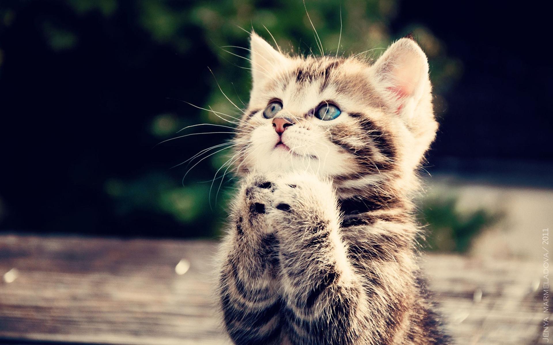 Download Cute Cat Praying Wallpaper. Full HD Wallpaper