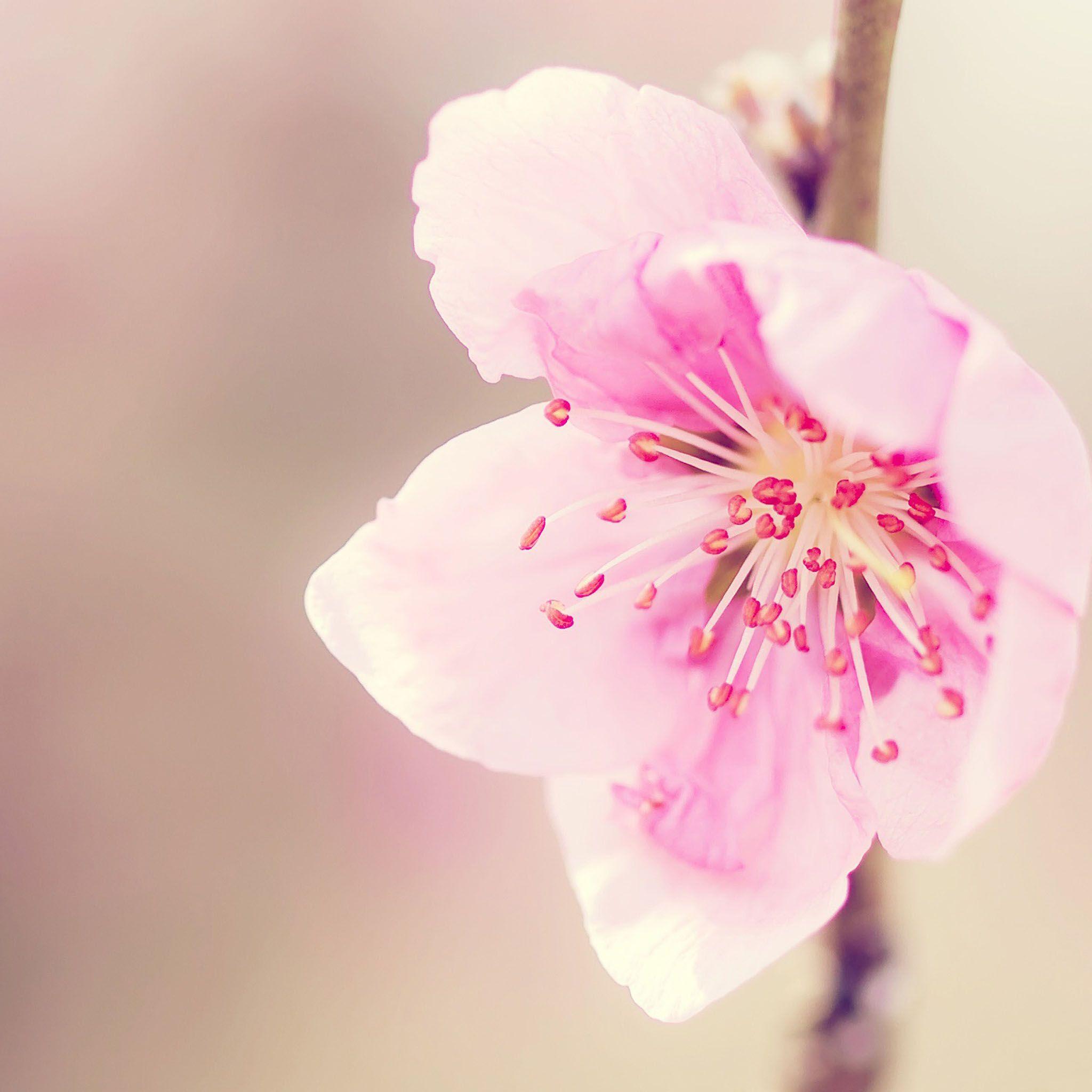 Pretty Pink Flower Flower Macro Photography / HD iPad Wallpaper