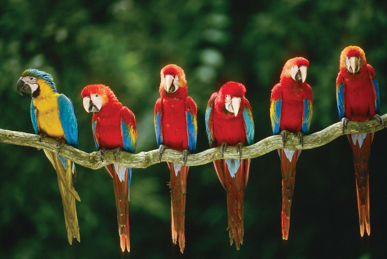 Free wallpaper Green winged macaw blue and yellow macaw parrots