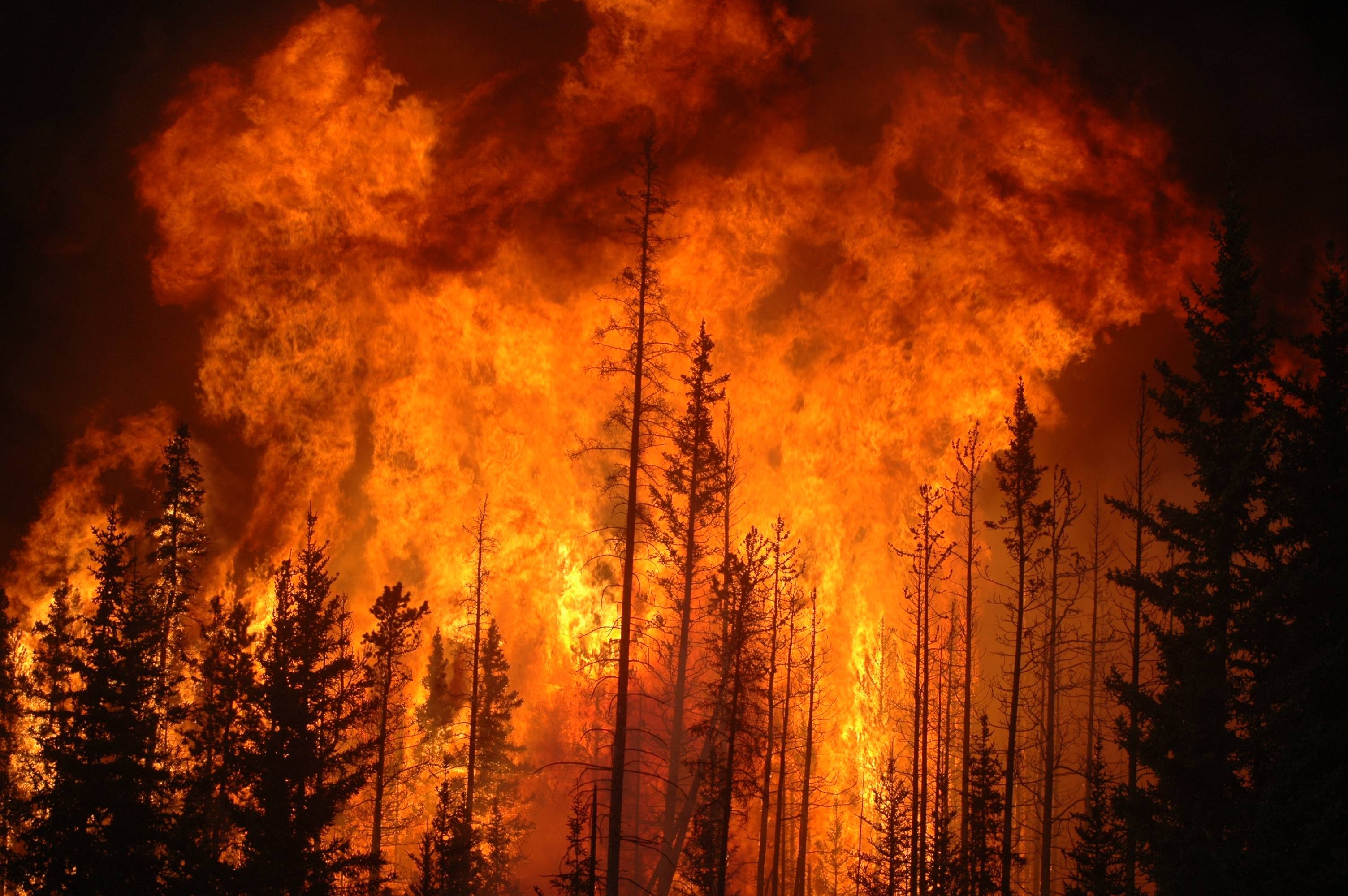 Picture Of Forest Fire Wallpaper