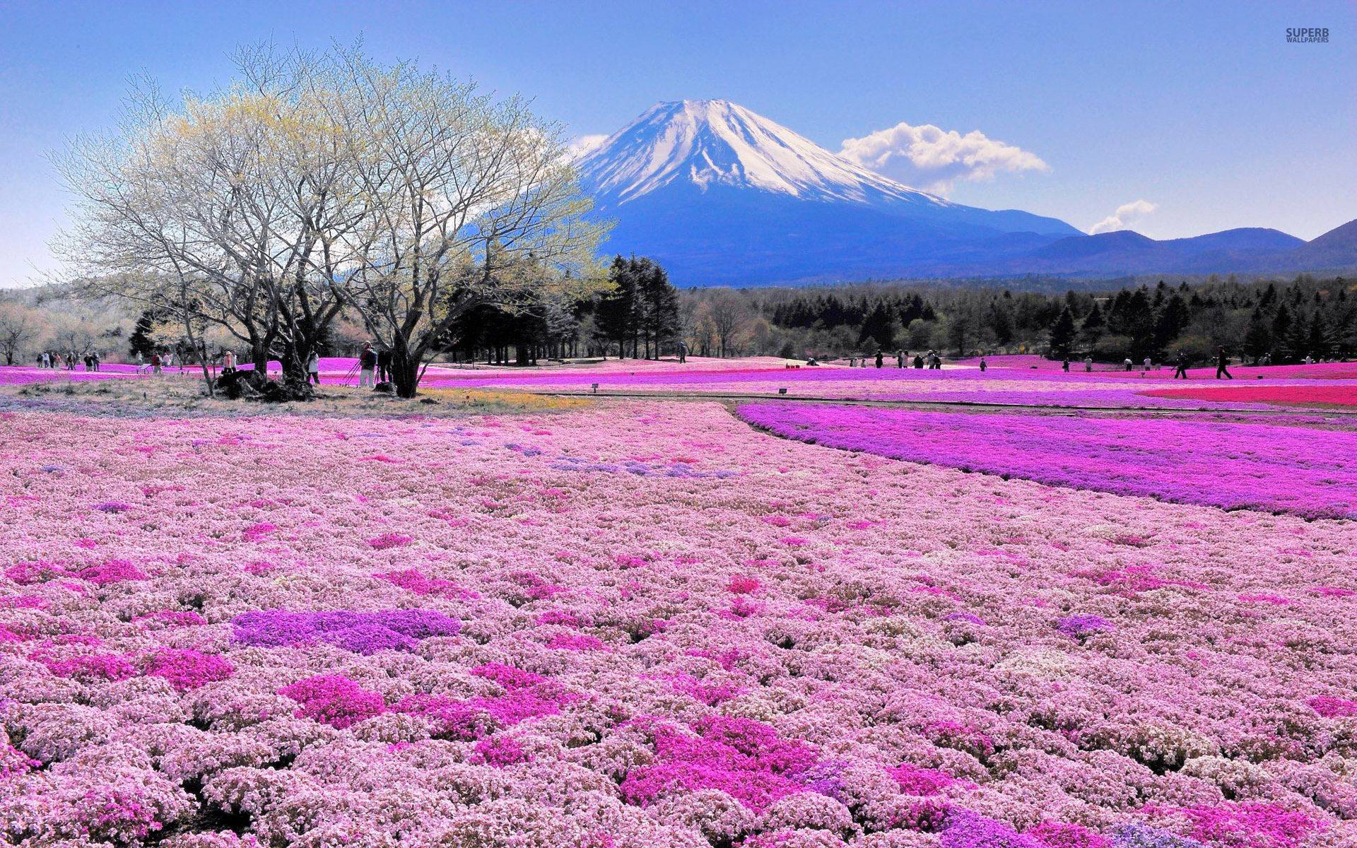 Pink Flower Field And Mount Fuji 31118 1920x1200 New 4k Nature