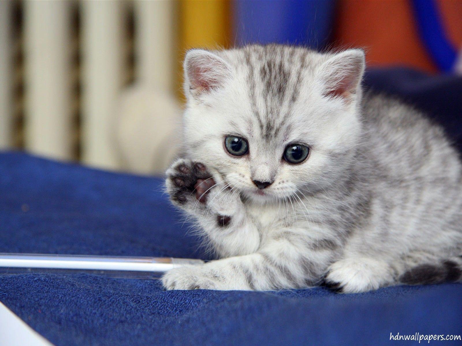 Cute Kitten Image