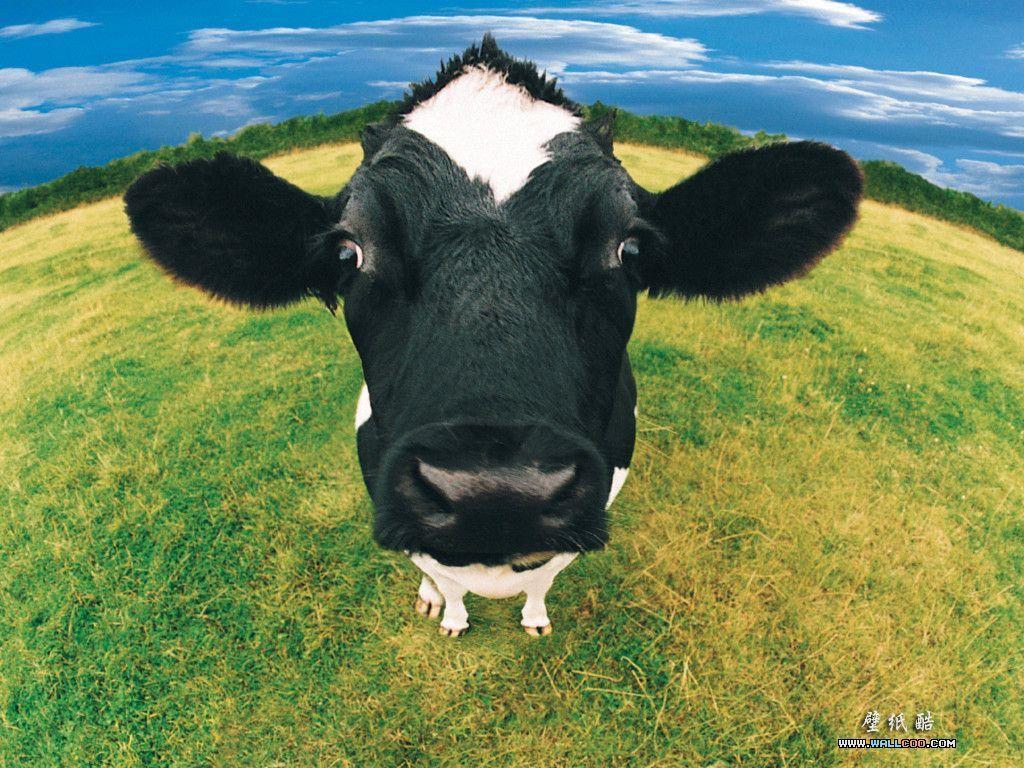 Pix For > Cute Cow Wallpaper