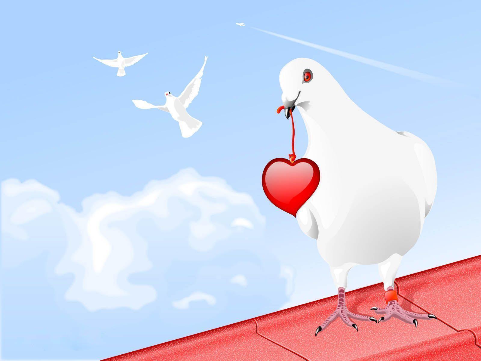 White Dove Holding Love Red Heart Wallpaper and