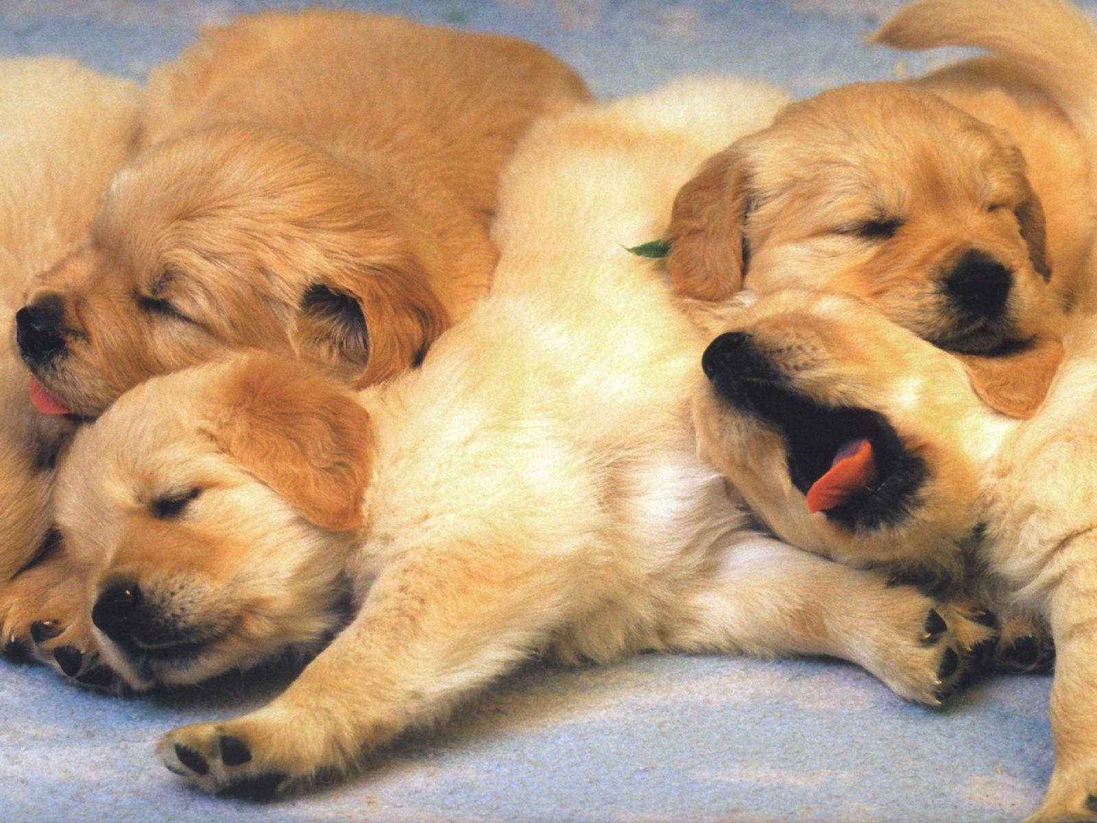 Puppy Wallpapers Free - Wallpaper Cave