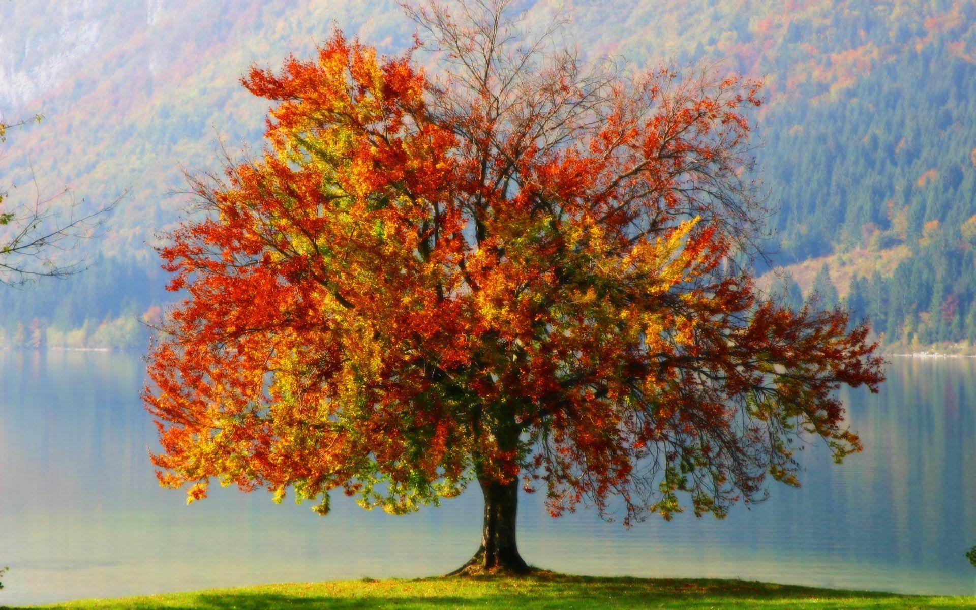 Autumn Tree Wallpaper HD Wallpaper (3780) Desktop