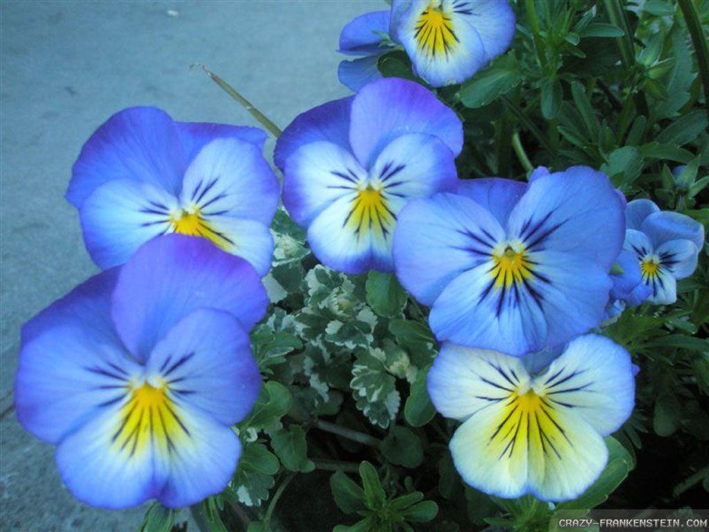 Download Blue Beautiful Flowers Wallpaper. Full HD Wallpaper