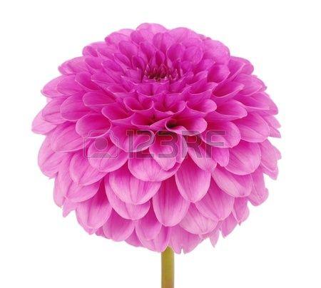 Pink Flower Isolated On White Background , Picture