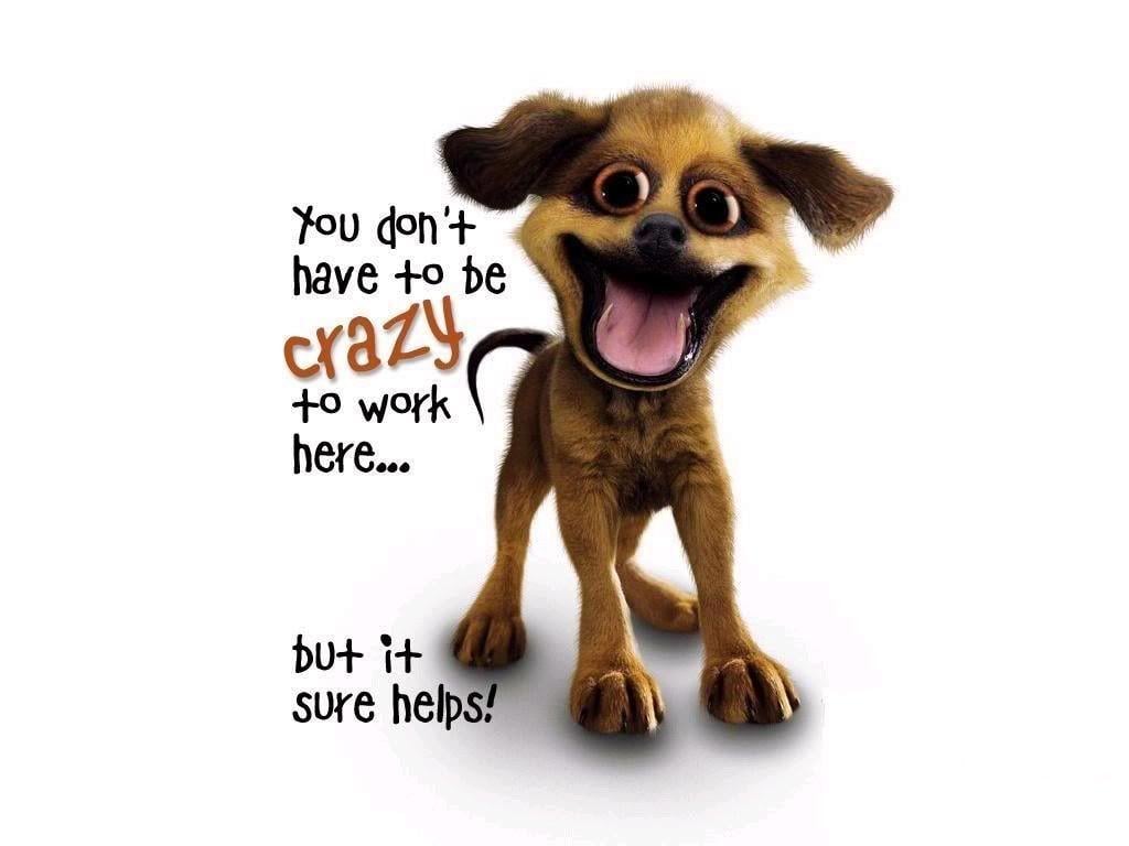 Picture Funny Sayings Crazy Dog Wallpaper, HQ Background. HD