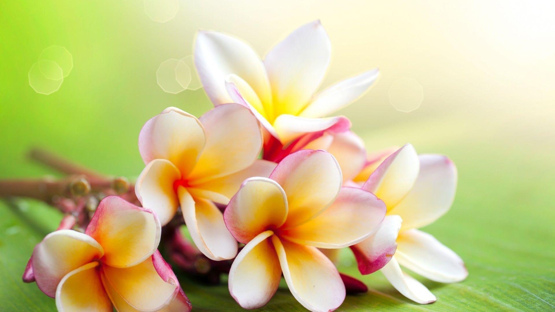 Pix For > Pink Jasmine Flower Wallpaper