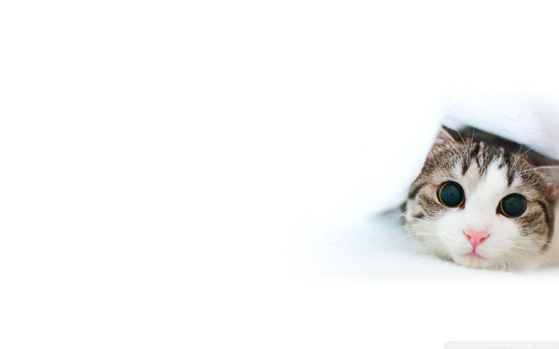 Animal desktop background beautiful small cat Wallpaper. Animal