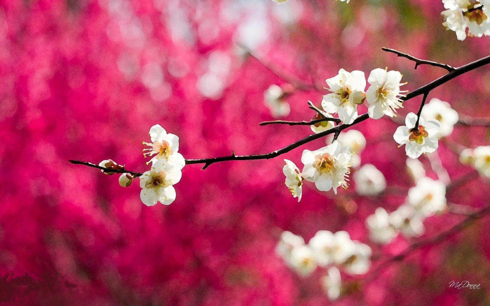 Cherry Blossoms HD Wallpaper Wallpaper Inn