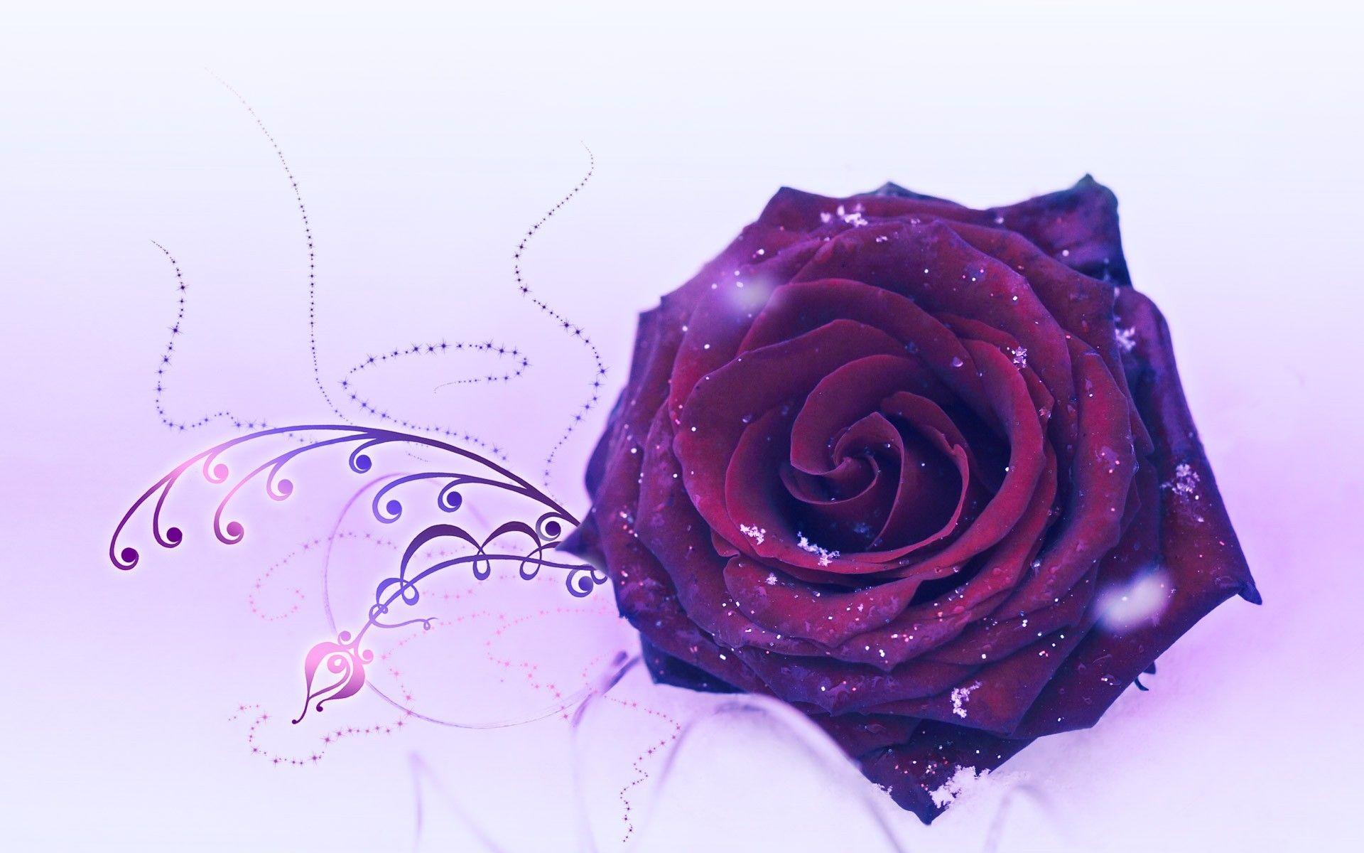 Wallpaper For > Purple Rose Background