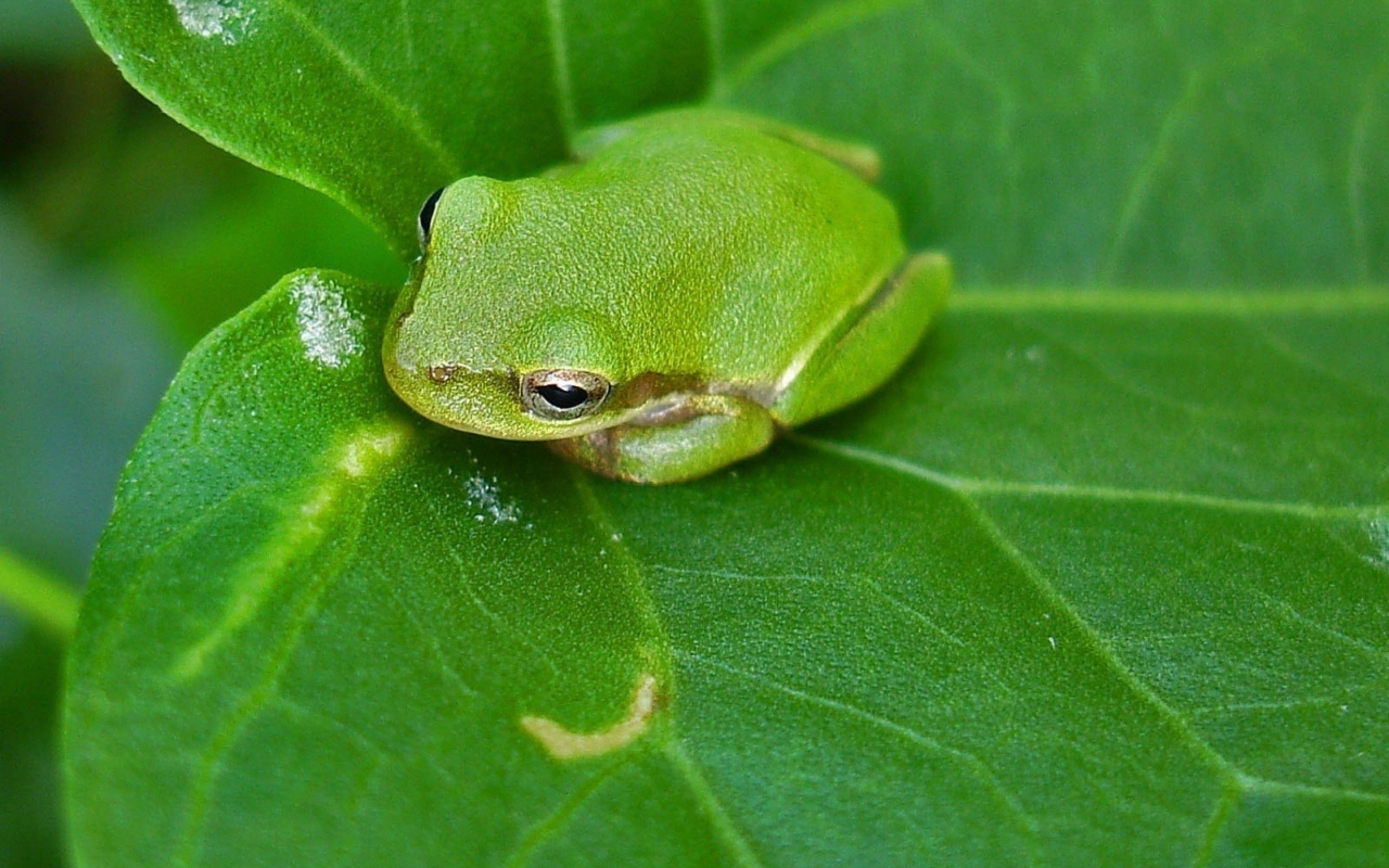 small green frog wallpaper