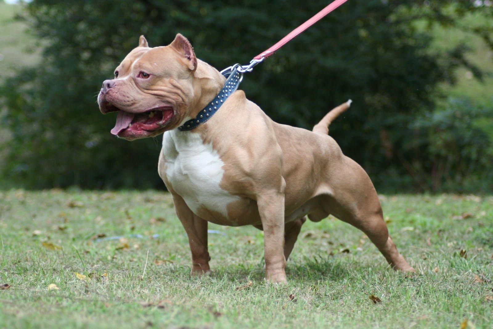 Download Pitbull Dog Free Bully Wallpaper 1600x1067. Full HD