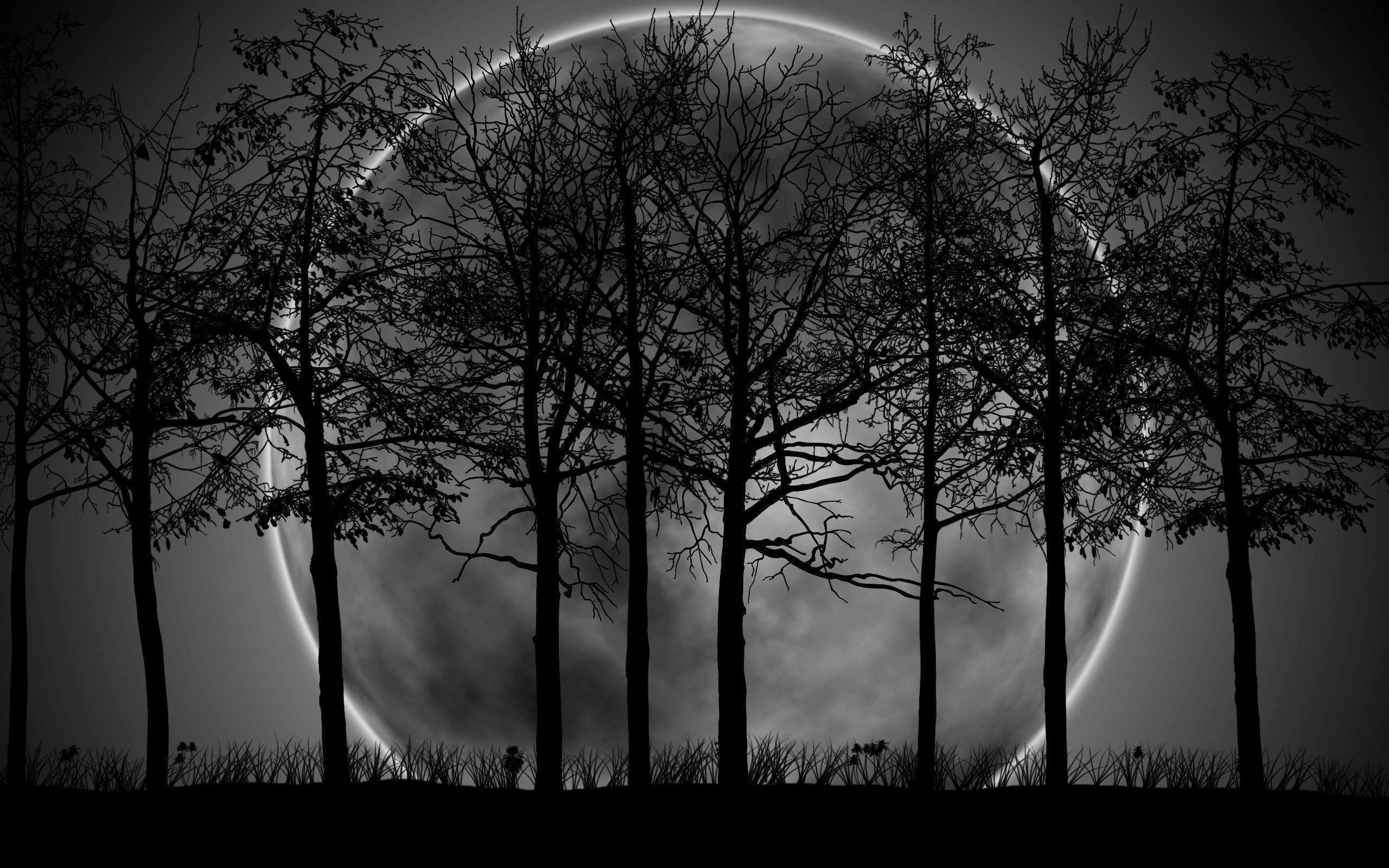 Dark Forest Moon Widescreen Background Wallpaper