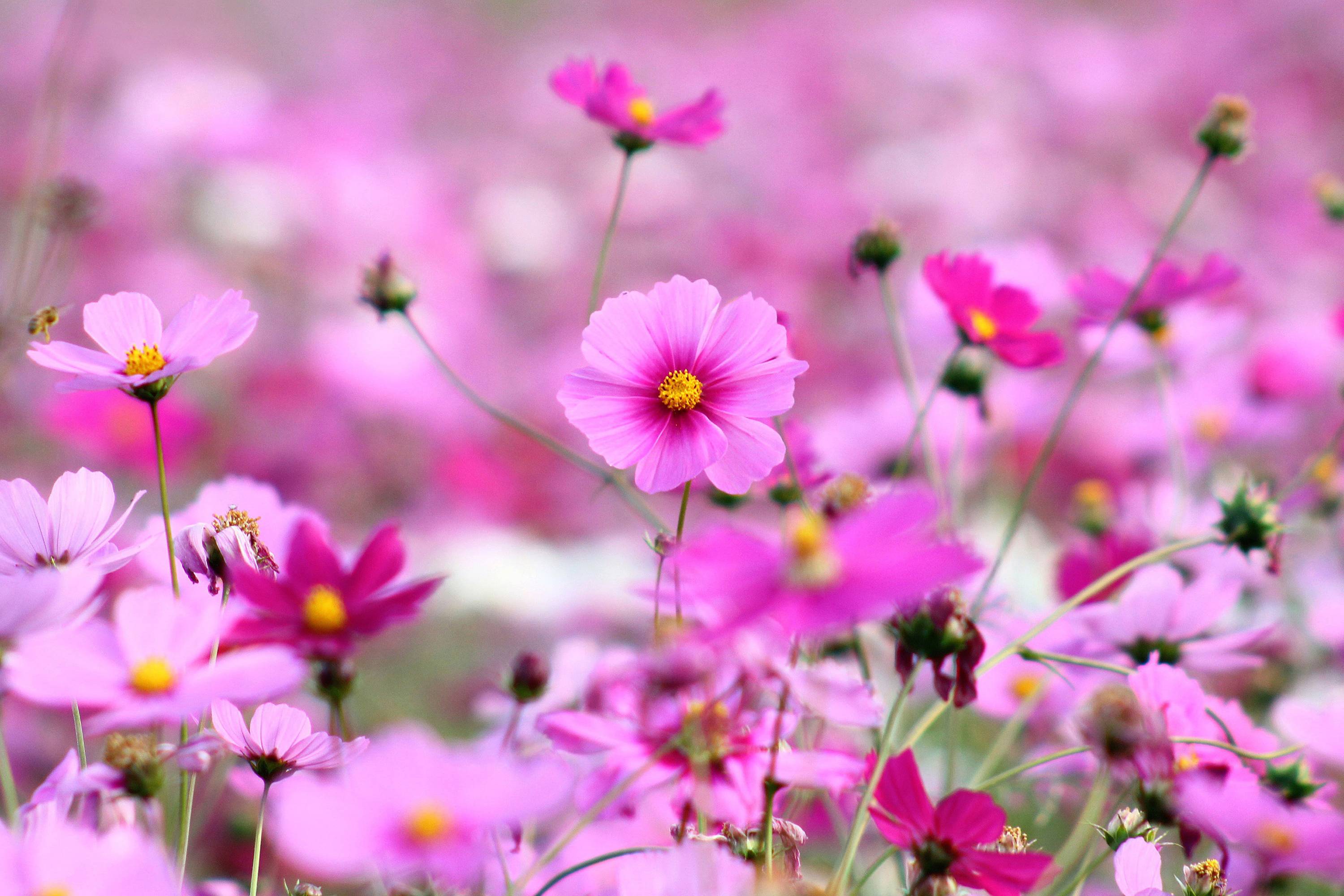 Beautiful Flower Wallpapers for Desktop Full Screen