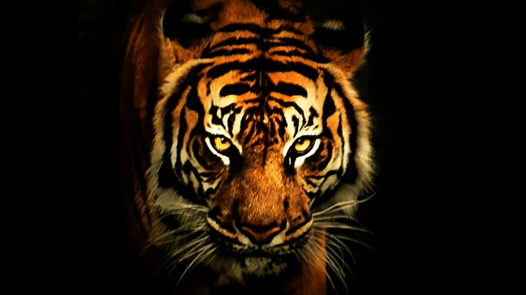 Cool Tiger Backgrounds - Wallpaper Cave