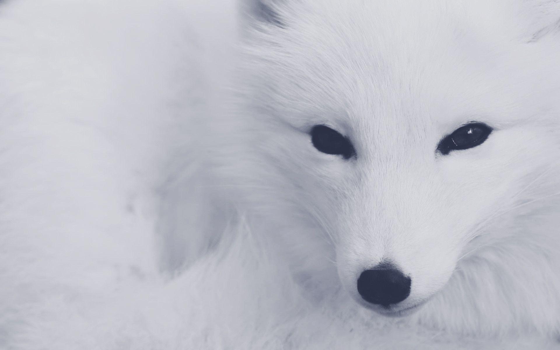 Arctic Fox Wallpapers - Wallpaper Cave