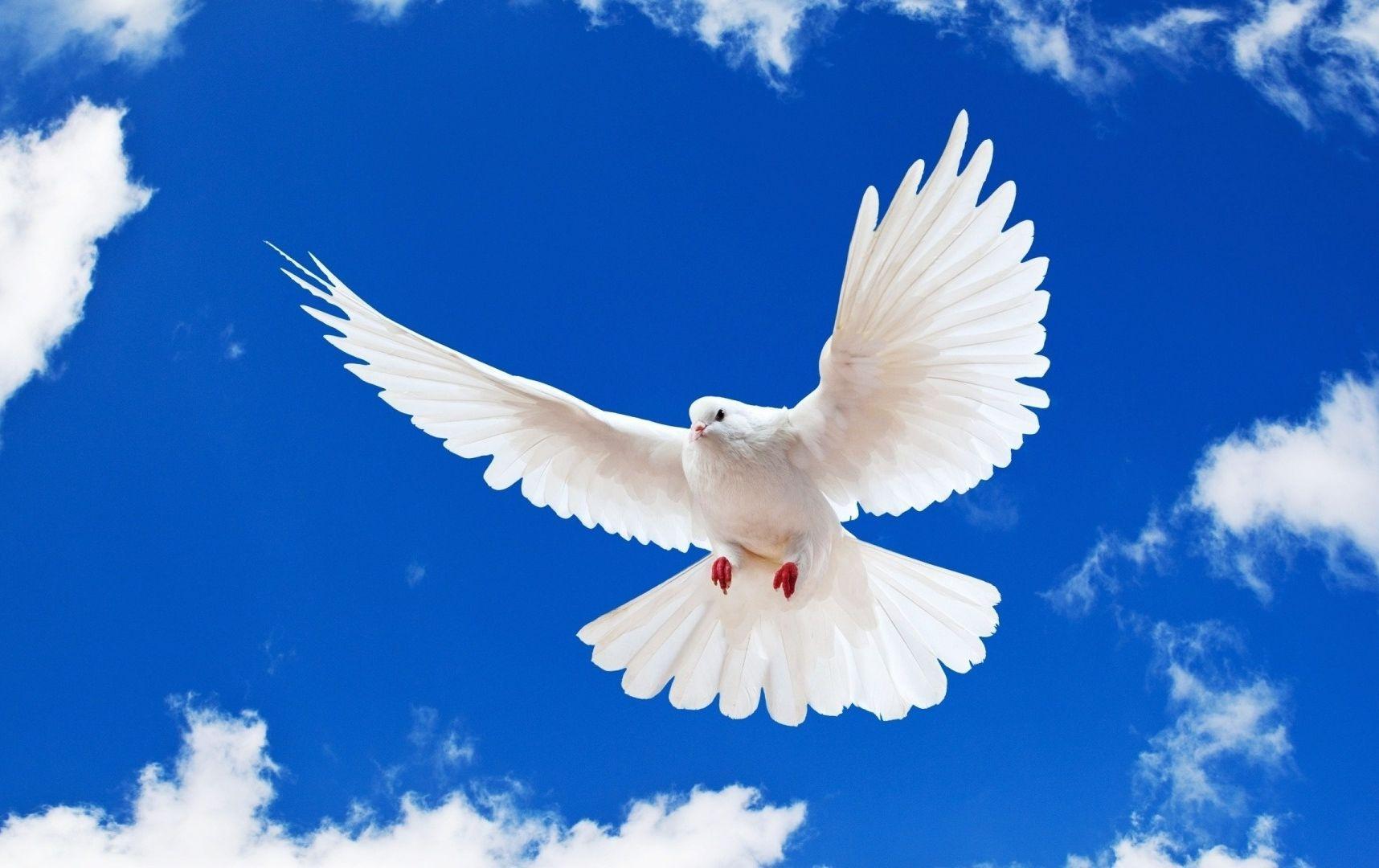 Peace White Dove Flying in Blue Sky Wallpaper and