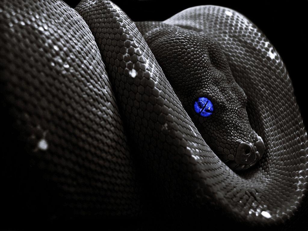 More Like Snake Wallpaper. By Shadow Of Nemo