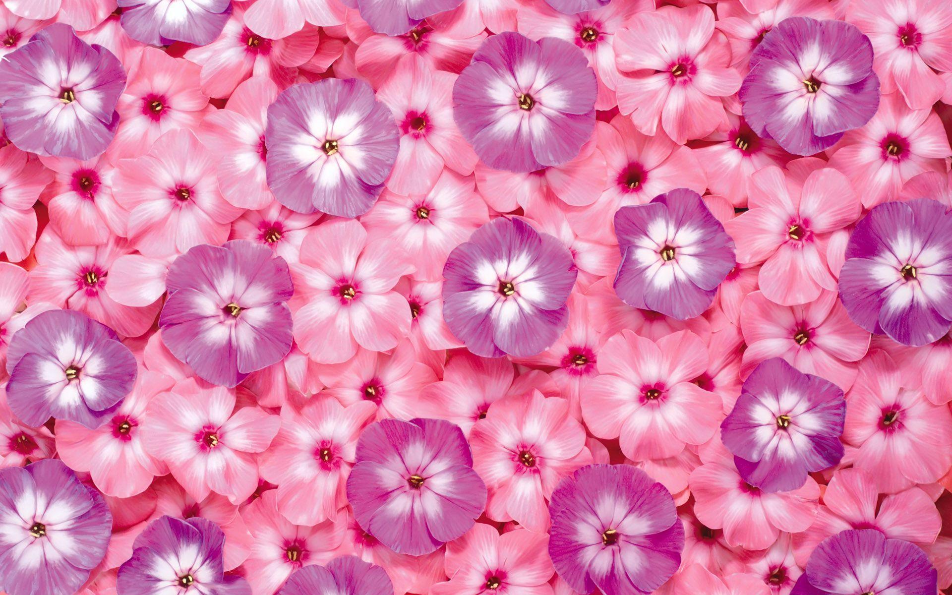 The first series of flowers background 13647