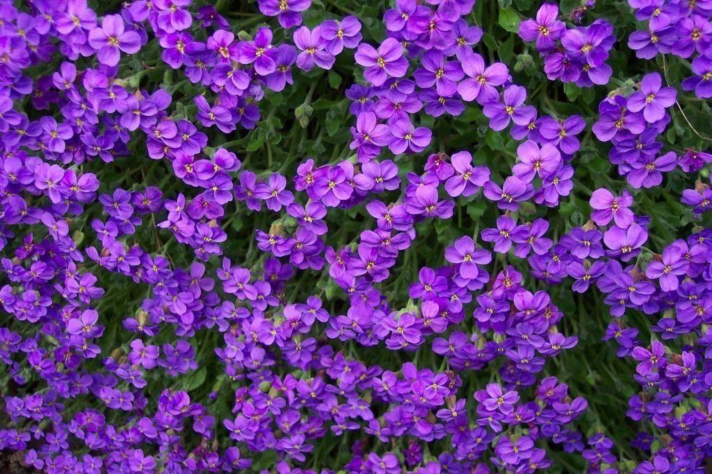 Purple Flowers Picture and Wallpaper Items