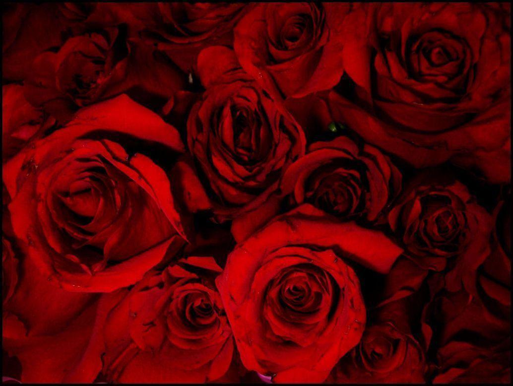 Flowers For > Bleeding Red Rose
