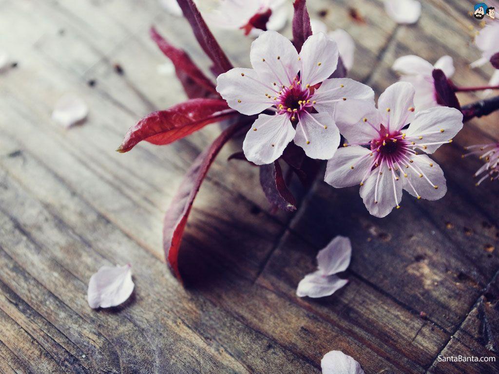 Cherry Blossom Flower Desktop Wallpaper Download. HD Wallpaper
