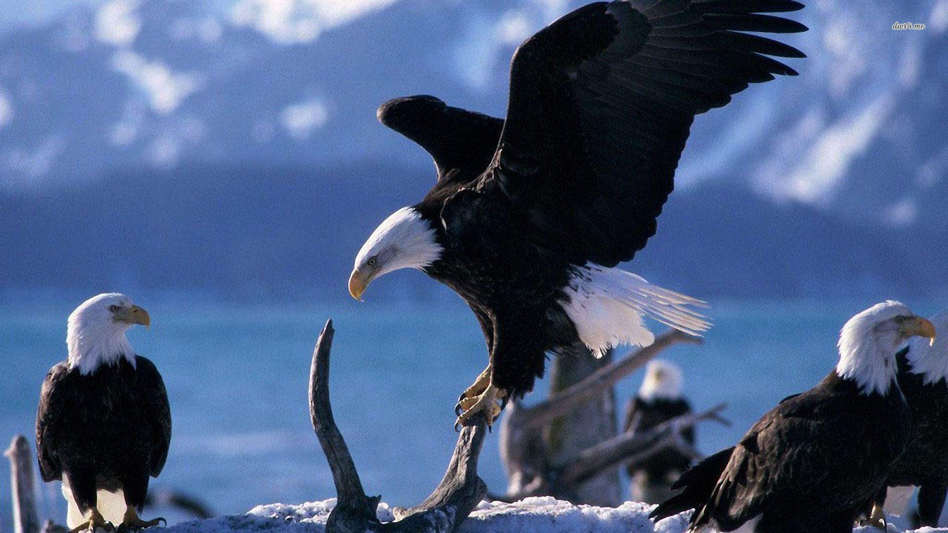 Wallpapertags Bald Eagles HD Tablet Smartphone Wallpaper #