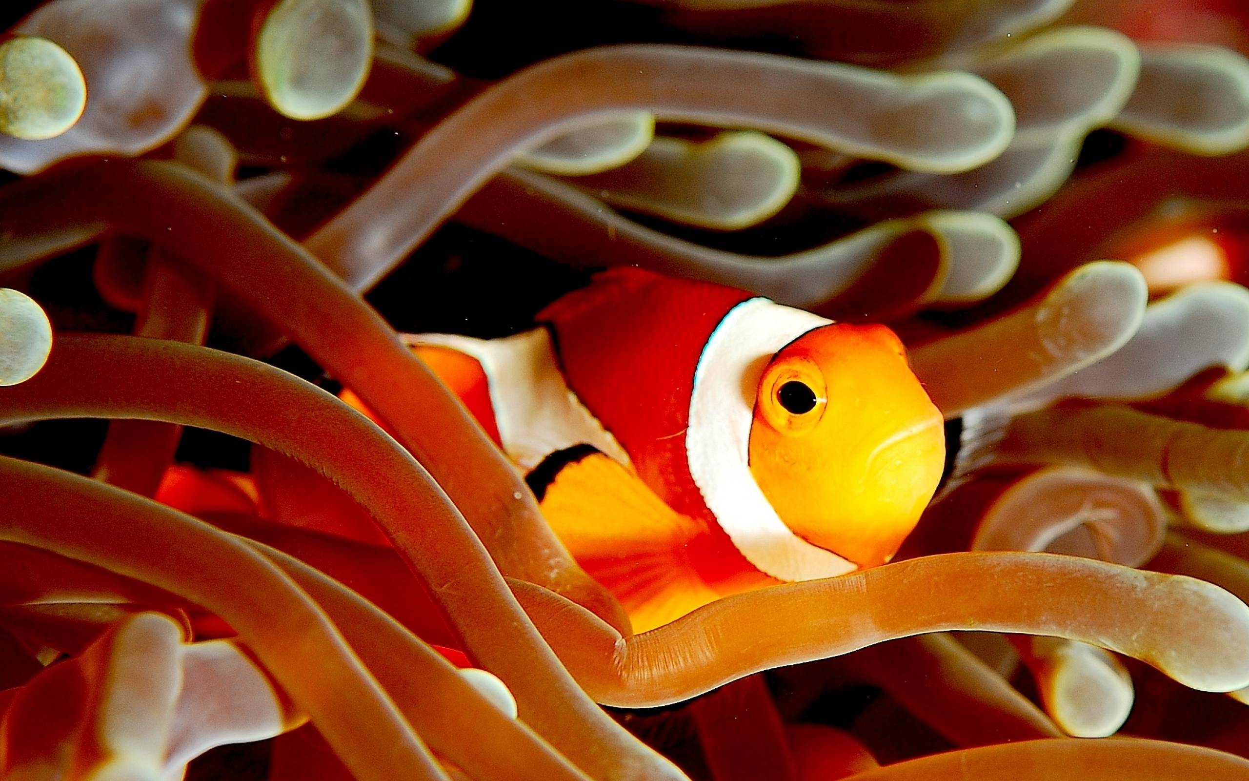 Clownfish Backgrounds - Wallpaper Cave